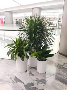 江北花木租摆公司